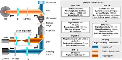 Recent Advances of Optical Tweezers–Based Dynamic Force Spectroscopy and Mechanical Measurement Assays for Live-Cell Mechanobiology